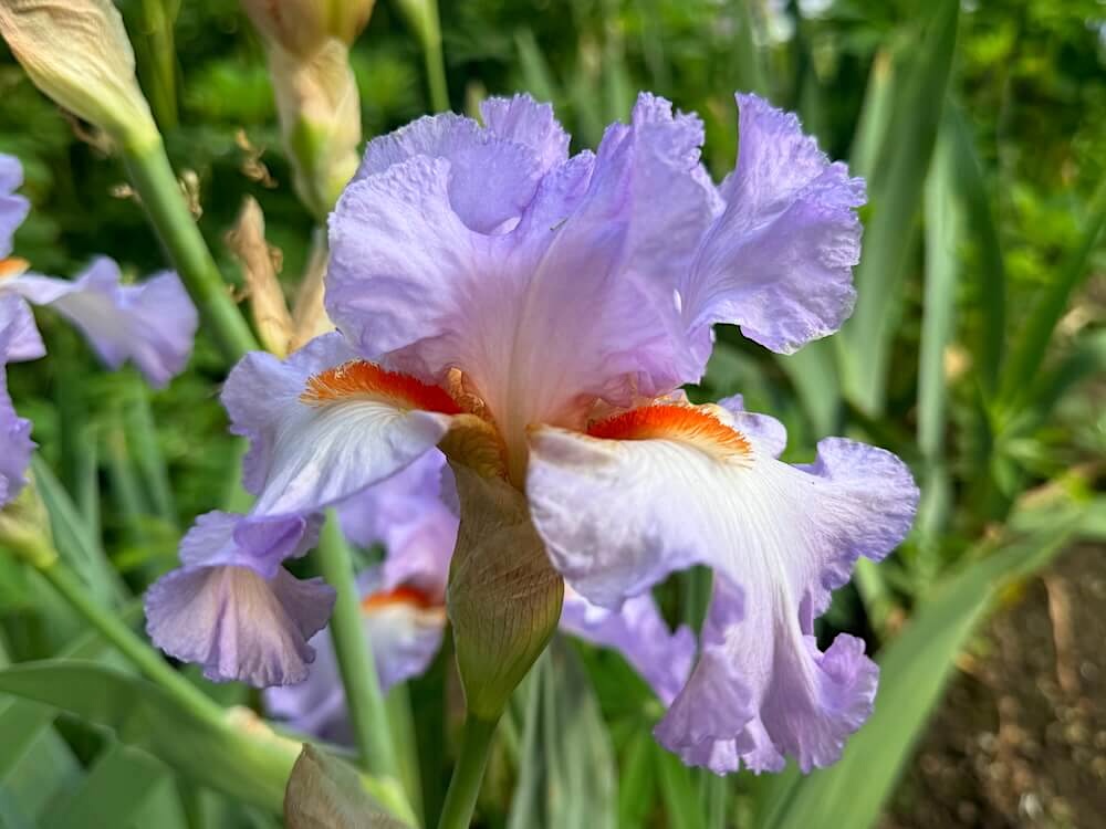 Iris 'Oui Madame'